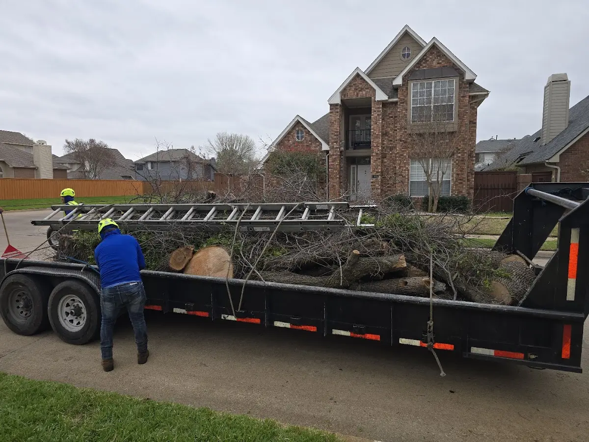 Expert Tree Pest Control with proper safety equipment in Midland
